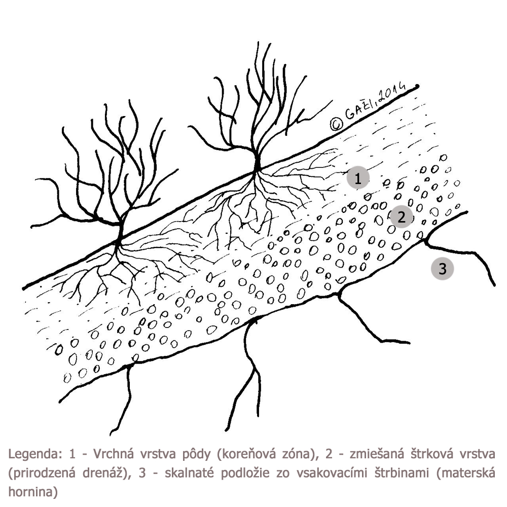 Prirodzen� stanovisko �u�oriedok, Vaccinium, p�dne vrstvy, ako sadi� �u�oriedky, v�sadba �u�oriedok