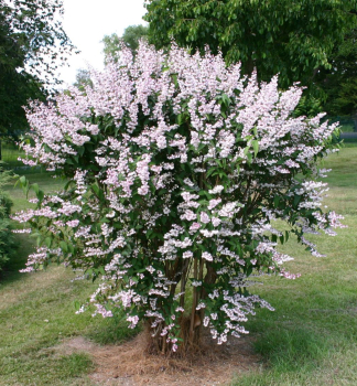 Trojpuk drsn� �ROSEA PLENA� 10-15 cm, kont. 1,4 l