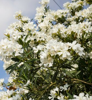 Oleander biely �BAINCO PURO� 50-60 cm, kont. 3 l