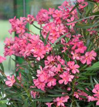 Oleander ru�ov� �ROSA SEMPLICE� 50-60 cm, kont. 3 l