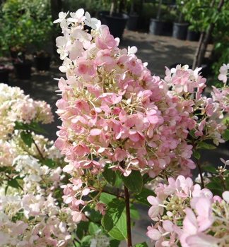 Hortenzia metlinat� �PINK DIAMOND� 40-50 cm, kont. 2 l