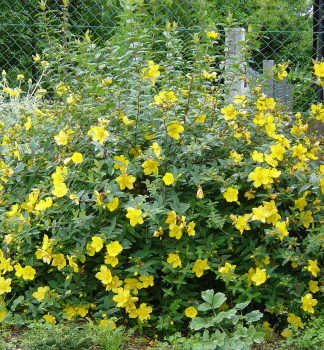 �ubovn�k hybridn� �HIDCOTE� 20-30 cm, kont. 2 l