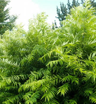 V�ba sachalinsk� �GOLDEN SUNSHINE�� 100-110 cm, kont. 3 l