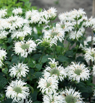 Monarda podvojn� �BEE�BRIGHT�, kont. 1 l