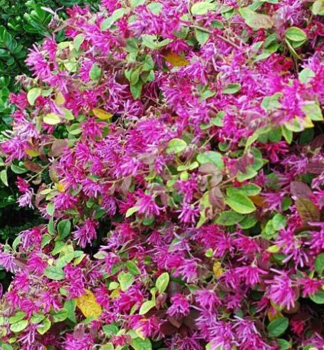 Loropetalum ��nske �DAYBREAK�S FLAME� 20-30 cm, kont. 2,5 l