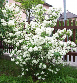 Pajazm�n hybridn� �DAME BLANCHE� 40-50 cm, kont. 2,5 l