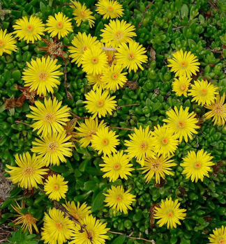 Delosperma WOW �GOLDEN WONDER�� kont. 0,5 l
