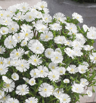 Delosperma WOW �WHITE WONDER� kont. 0,5 l