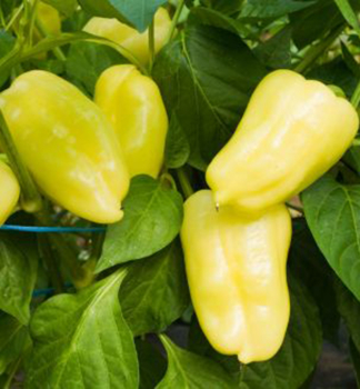 Paprika zeleninov�, ro�n� �PUSZTAGOLD�, kont. 0,3 l