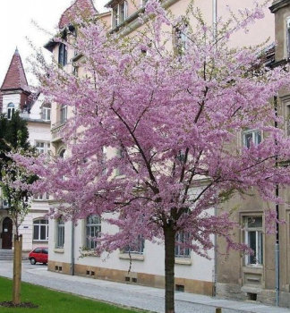 Okrasn� vi��a �FUKUBANA� na kmienku 150 cm, kont. 12 l