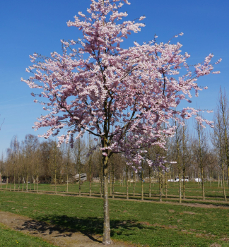 Okrasn� vi��a �ACCOLADE� na kmienku 150 cm, kont. 15 l