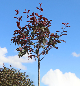 Okrasn� slivka (Prunus cistena) na kmienku 120 cm, kont. 10 l