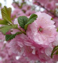 Obr�zok (6)