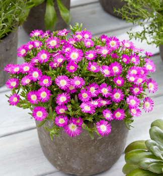 Delosperma WOW �PURPLE WONDER��kont. 0,5 l
