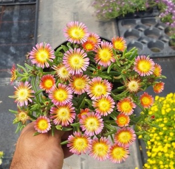 Delosperma WOW �SALMON PINK�� kont. 0,5 l
