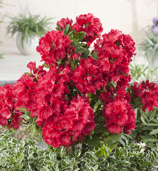 Rododendron hybridn� �RED JACK� 40-50 cm, kont. 5 l