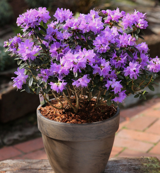 Rododendron drobnolist� �BLUMERIA� 20-30 cm, kont. 2 l
