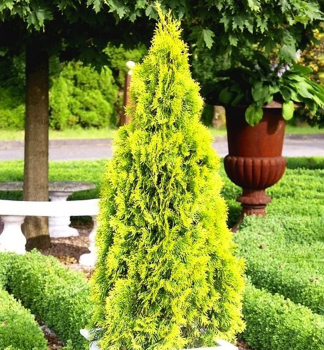 Tuja v�chodn� �PYRAMIDALIS AUREA� 20-30 cm, kont. 2 l