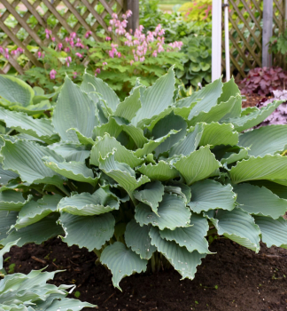 Hosta �DIAMOND LAKE� kont. 0,5 l