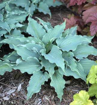 Hosta �WATERSLIDE� kont. 0,5 l