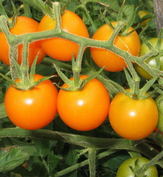 Raj�ina kol�kov� cherry �ORANGINO F1� kont. 0,5 l