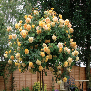 Ru�a strom�ekov� ��LT�� * previsnut�, na kmienku 100 cm, zemn� bal