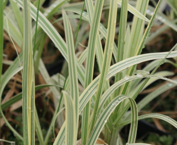 Obr�zok (4)