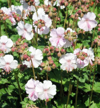 Pakost hybridn� �ST. OLA� kont. 1,4 l