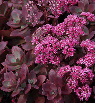 Rozchodn�k hybridn� �SUNSPARKLER� FIRECRACKER� kont. 0,5 l