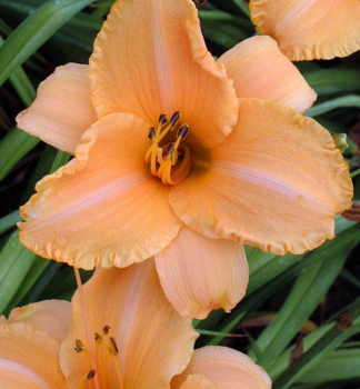 �aliovka hybridn� �RUFFLED APRICOT� kont. 1 l