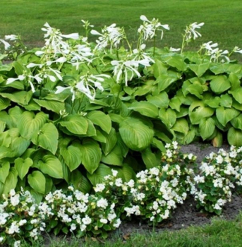 Hosta �GRANDIFLORA� kont. 0,5 l
