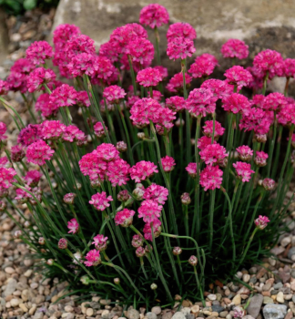 Tr�vni�ka pr�morsk� �ROSE� kont. 0,5 l