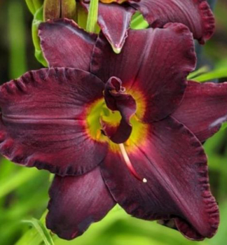 �aliovka hybridn� �BLACK EMANUELLE� kont. 1 l