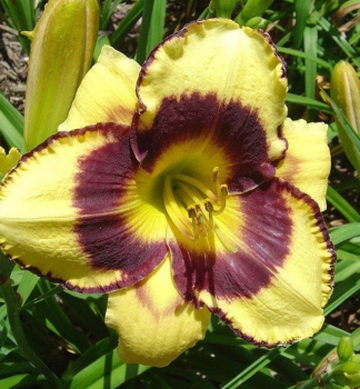 �aliovka hybridn� �CALICO JACK� kont. 1 l