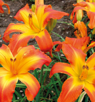 �aliovka hybridn� �CARRICK WILDON� kont. 1 l