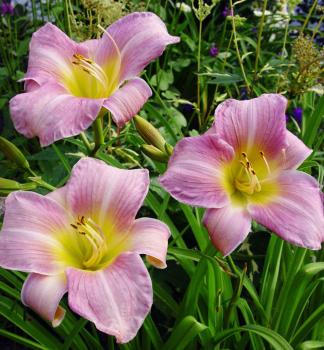 �aliovka hybridn� �CATHERINE WOODBURY� kont. 1 l