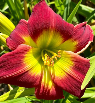 �aliovka hybridn� �CHRISTMAS IS� kont. 1 l