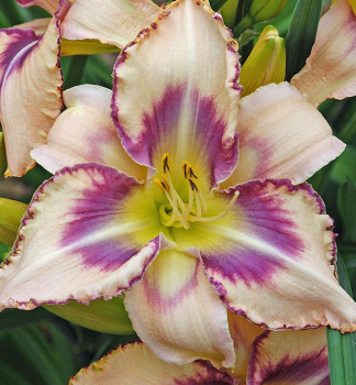 �aliovka hybridn� �DESTINED TO SEE� kont. 1 l