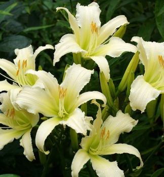 �aliovka hybridn� �HEAVENLY ANGEL ICE� kont. 1 l