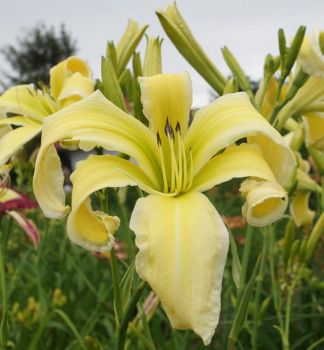 �aliovka hybridn� �HEAVENLY FLIGHT OF ANGEL� kont. 1 l