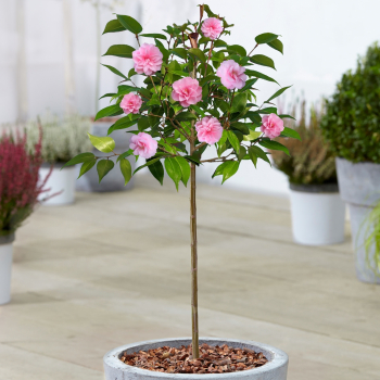Kam�lia japonsk� �SPRING FESTIVAL� na kmienku 90 cm, kont. 5 l