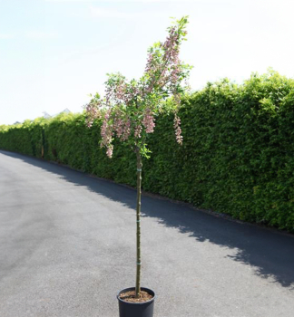 �tedrec Adamov, na kmienku 80 cm, kont. 5 l