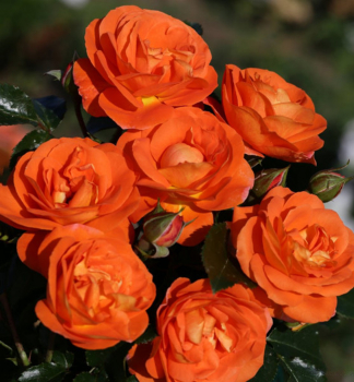 Ru�a mnohokvet� �MANGO�� ** Kordes 2019, kont. 2 l