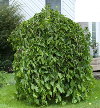 Moru�a �ierna �PENDULA� na kmienku 120 cm, kont. 12 l