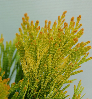 Obr�zok (1)