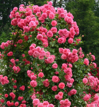 Ru�a pop�nav� �ROSARIUM UETERSENS�� * Tantau, kont. 2 l