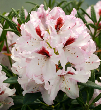 Rododendron hybridn� �GRAFFITO�� 30-40 cm, kont. 5 l