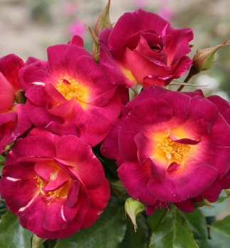 Ru�a sadov� �ILE DE FLEURS� *** ADR, Kordes 2019, kont. 2 l