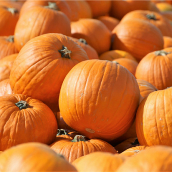TEKVICA �ASPEN F1� (Halloweensk�) kont. 0,5 l