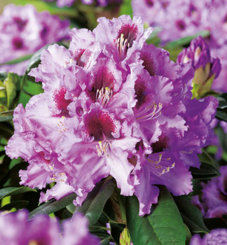 Rododendron hybridn� �KABARETT� 30-40 cm, kont. 5 l